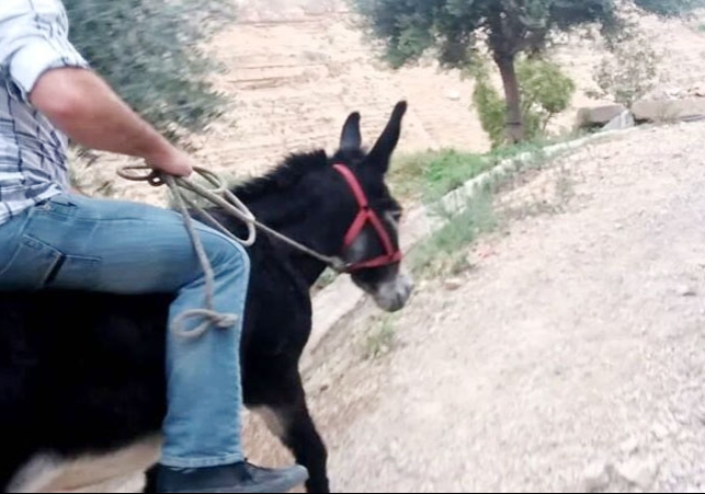 Son in Law Donkey Rides on Holi