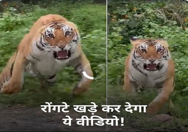 Tiger Attack Viral Video