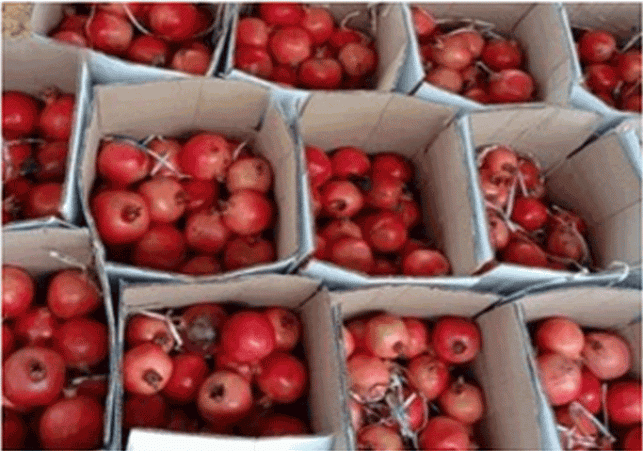 First consignment of Indian pomegranate reaches Melbourne from Mumbai