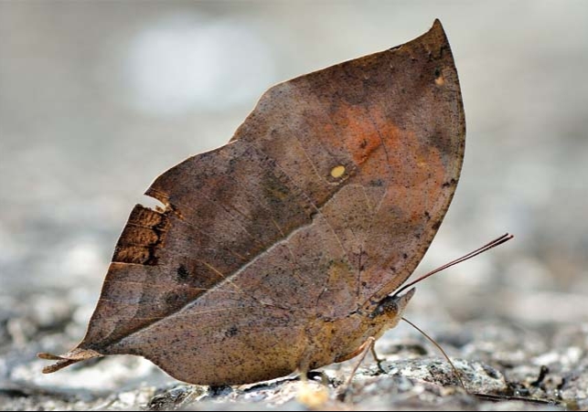 Unique Butterfly