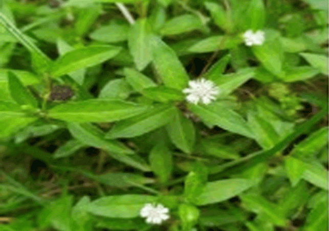 This ordinary plant growing on the roadside is the 'extraordinary gem' of Ayurveda