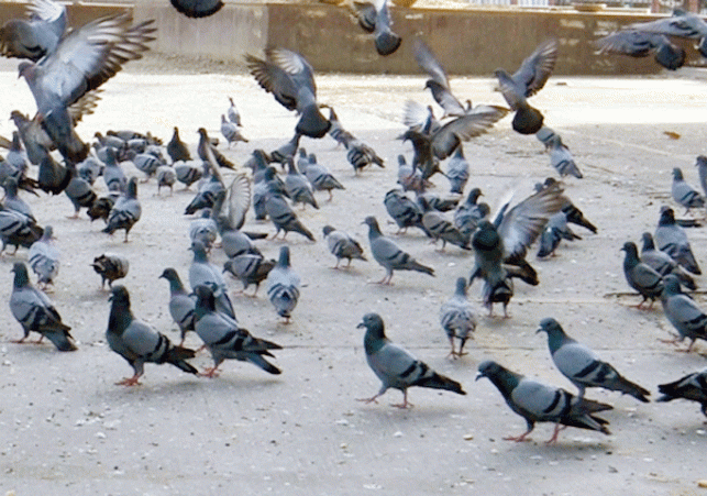 23 pigeons were killed due to old enmity