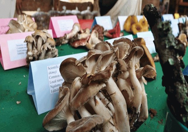 Eating five mushrooms daily will help in fighting cancer