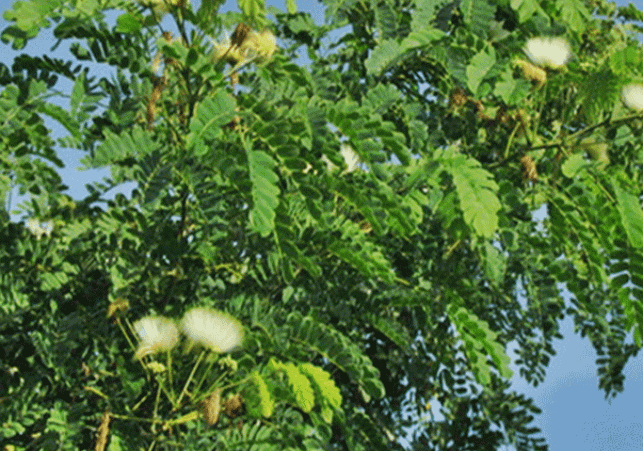 Shirish tree is a treasure of shade, fragrance and medicinal properties