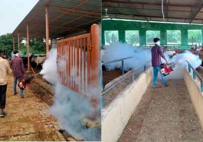 Fogging done to save animals from diseases