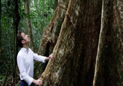 700 Years Old Tree Alives