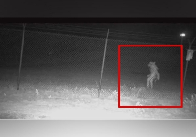 A Mysterious Creature found in Amarillo zoo in Texas