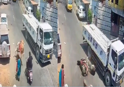 Bull Attack on Scooty Rider Bengaluru Video Viral Latest News