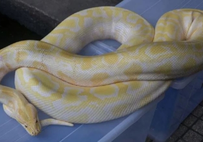 Snake wrapped around toilet seat