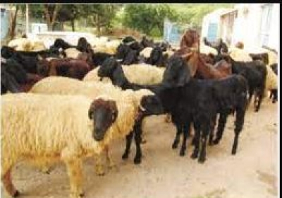 Black Sheep of Jagraon