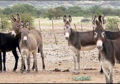 Five Donkeys of Vices