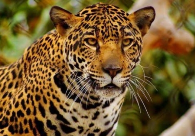 Leopard entered the store on the ground floor of a house, remained imprisoned in the store for 20 hours