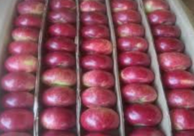 Center gave a big gift to the gardeners of Himachal, foreign apples will be imported at a minimum price of Rs 75