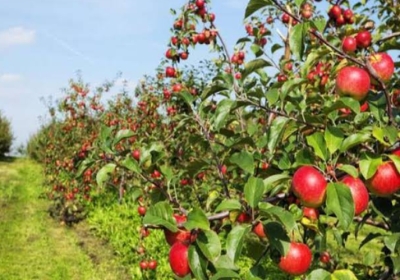 Rs 1292 crore will be spent in seven districts of Himachal to become a fruit state, a target has been set to plant 60 lakh fruit trees from 2023 to 2028