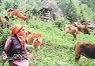 Ani Lurma Devi of Kullu district is taking care of 11 abandoned animals with her, Sukhu government became kind