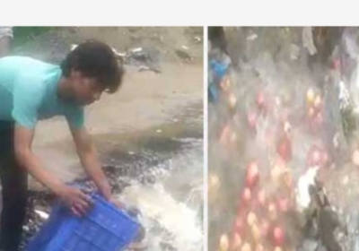 Opposition looking for politics even in disaster, government and opposition came face to face on viral video of apple crop being thrown into drain by gardener in Rohru area.