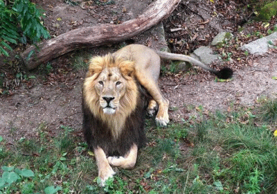 Lion Porcupine Fight Story