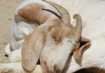 Man Rape with Goat in Kerala