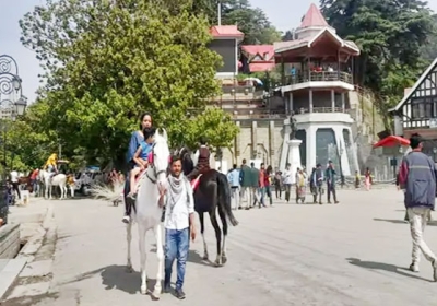 Shimla