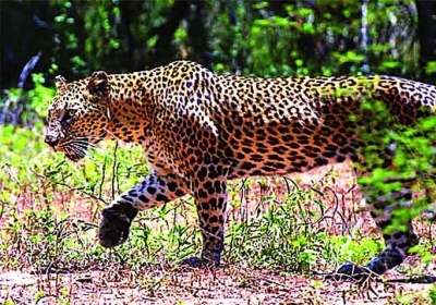 Leopard call in Hallomajra, Forest Department kept searching for whole day