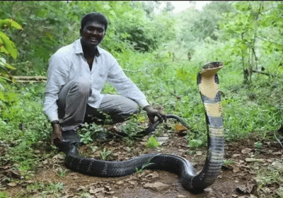 Vava Suresh Snake Bite