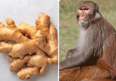 Why doesn't the monkey know the taste of ginger?