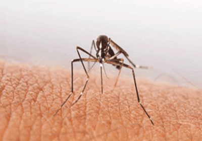 Dengue havoc in Karnataka, 9082 cases found so far; death of seven