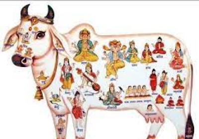 गौ ग्रास सेवा समिति के पंद्रहवे गौ ग्राम रथ का हुआ शुभारंभ