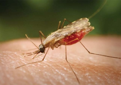 Malaria cases increase in America after 20 years 