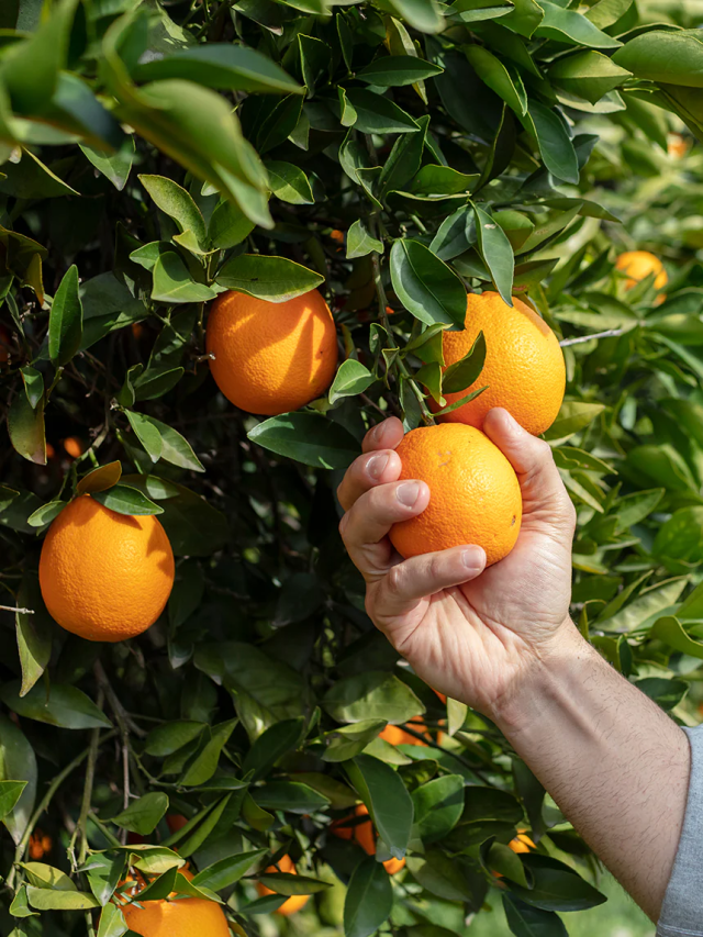 पोषक तत्वों का भंडार है संतरा, रोज़ सिर्फ एक Orange खाने से सेहत को मिलेंगे ज़बरदस्त फायदे