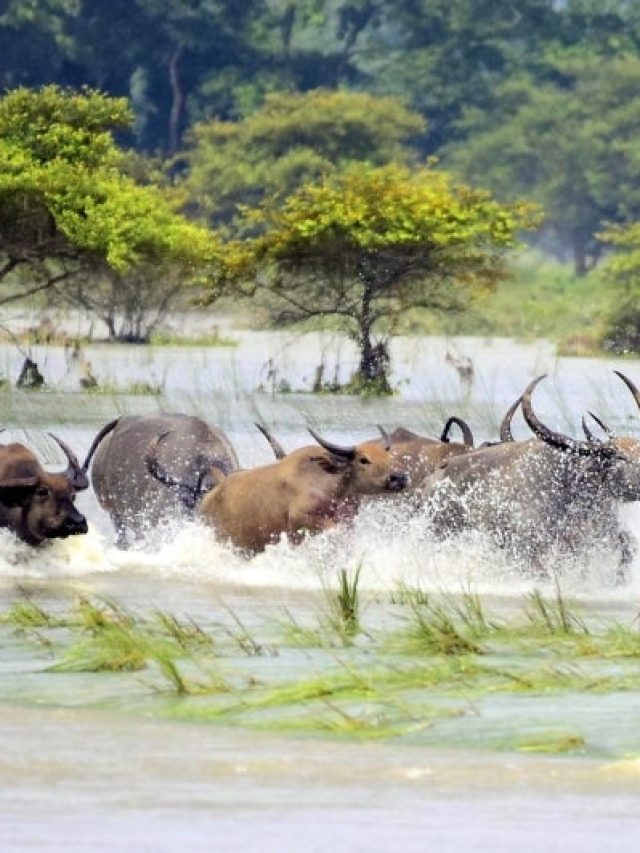 काजीरंगा नेशनल पार्क में 17 जानवर डूबे